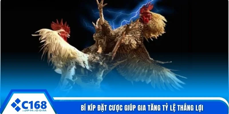 Bí kíp đặt cược giúp gia tăng tỷ lệ thắng lợi