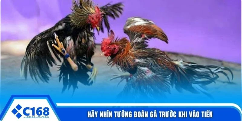 Hãy nhìn tướng đoán gà trước khi vào tiền
